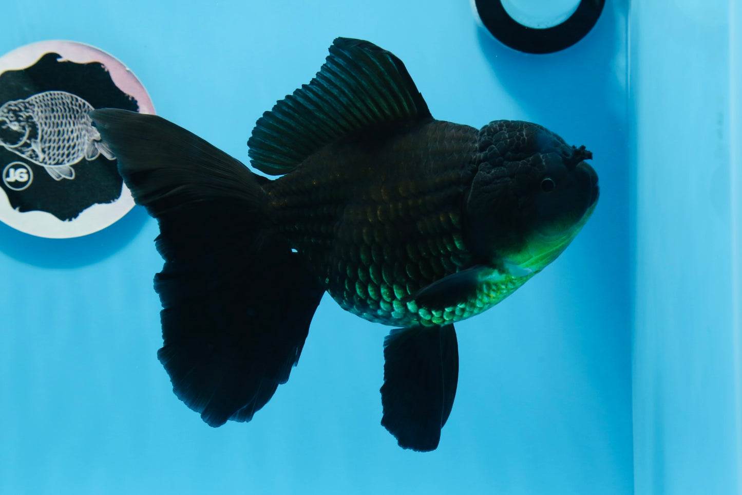 A Grade Big Size Black Oranda Female 7-7.5 inches #0706OR_10