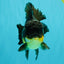 BATMAN A Grade Apache Oranda Male 6 inches #041726OR_12