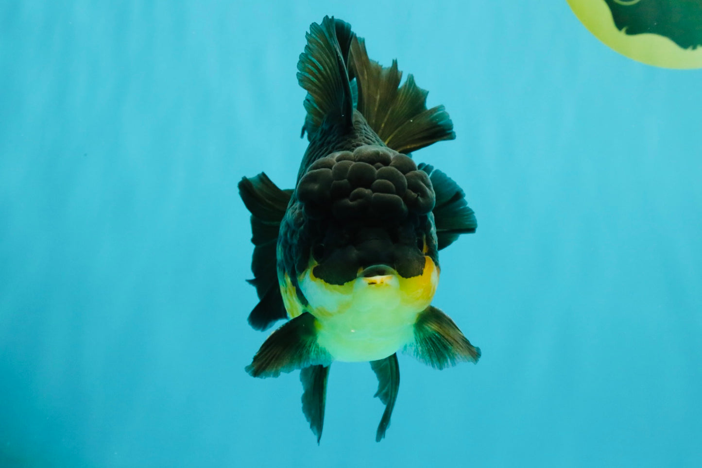BATMAN A Grade Apache Oranda Male 6 inches #041726OR_12