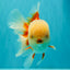 FLUFFY WEN AAA Grade Jade Head Red White Oranda Male 7.5 inches #071726OR_02