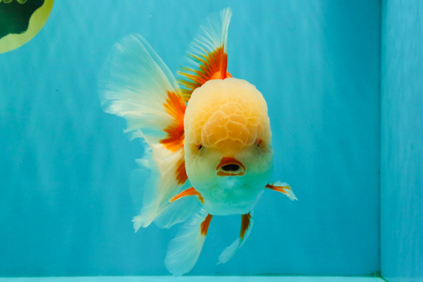 FLUFFY WEN AAA Grade Jade Head Red White Oranda Male 7.5 inches #071726OR_02