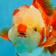 SHOW GRADE Won Runner 2nd Red White Oranda Male 5.5 inches Trophy Included #062025OR_01