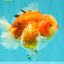AAA Grade Sakura Yuanbao Male 5-5.5 inches #100226YB_06