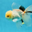 A Grade White Oranda Male 5.5 inches #052325OR_02