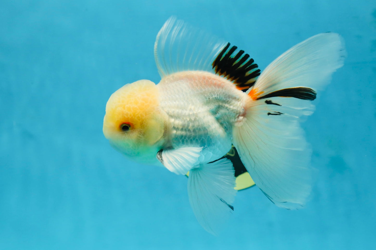 A Grade White Oranda Male 5.5 inches #052325OR_02