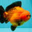 CHARLIE AAA Grade Apache Yuanbao Male 6.5 inches #071726YB_14