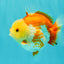 Little Chicken AAA Grade Red White Yuanbao Male 4.5-5 inches #061926YB_34