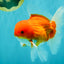AAA Grade Red White Oranda Male 5.5-6 inches #072426OR_08