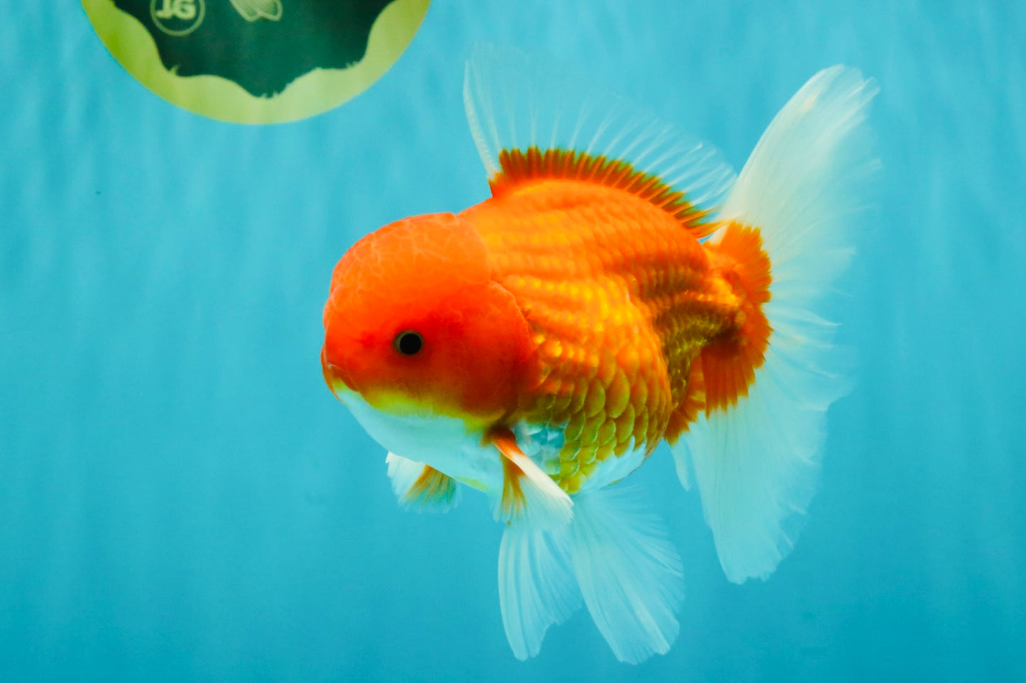 AAA Grade Red White Oranda Male 5.5-6 inches #072426OR_08
