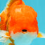 ANGER AAA Grade Red White Oranda Male 6 inches #032026OR_09