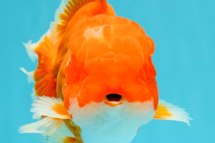 ANGER AAA Grade Red White Oranda Male 6 inches #032026OR_09