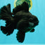 AAA Grade Super Godzilla Black Oranda Male 6.5-7 inches #061926OR_01