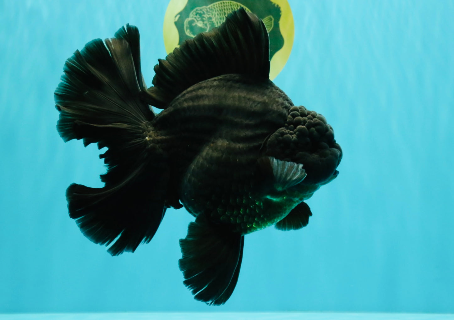 AAA Grade Super Godzilla Black Oranda Male 6.5-7 inches #061926OR_01