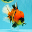 AAA Grade Jumbo Tiger Oranda Male 7.5 inches #031326OR_01