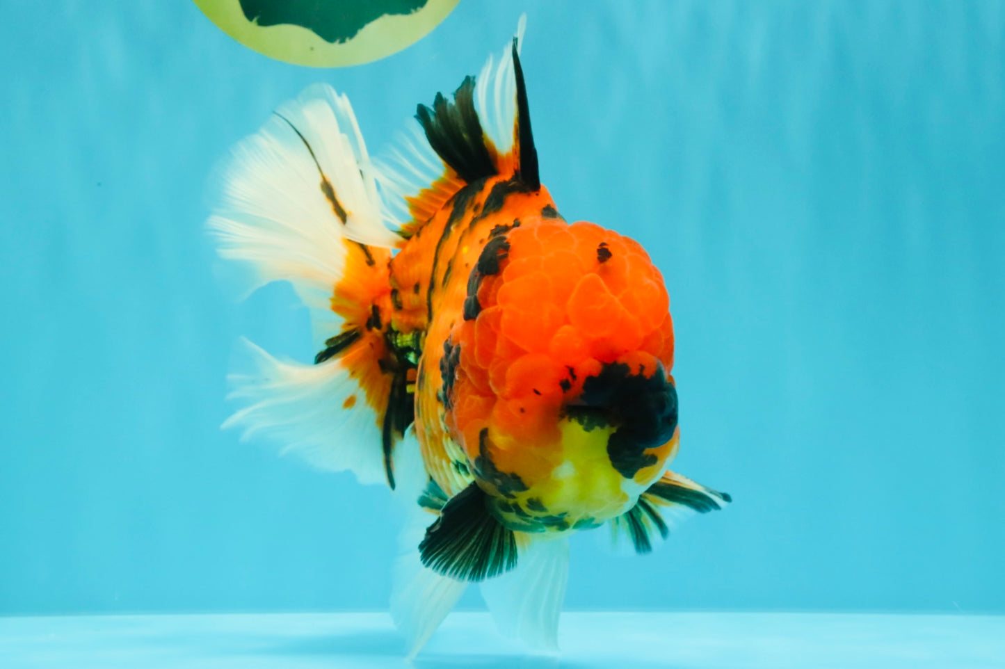 AAA Grade Jumbo Tiger Oranda Male 7.5 inches #031326OR_01