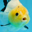 A Grade Lemonhead Button Eyes Yuanbao Male 4.5 inches #0913YB_25