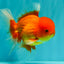 UNIQUE A Grade Red White Oranda Male 5.5 inches #070626OR_10