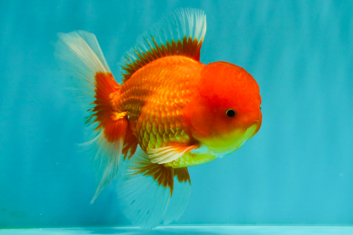 UNIQUE A Grade Red White Oranda Male 5.5 inches #070626OR_10
