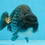 FLUFFY WEN A Grade Black Blue LionKing 5.5 inches #110725LC_16