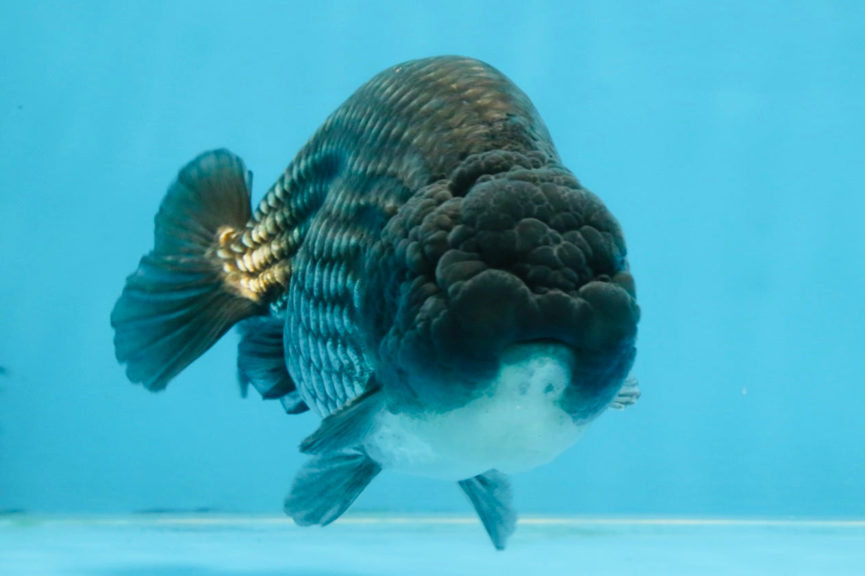 FLUFFY WEN A Grade Black Blue LionKing 5.5 inches #110725LC_16