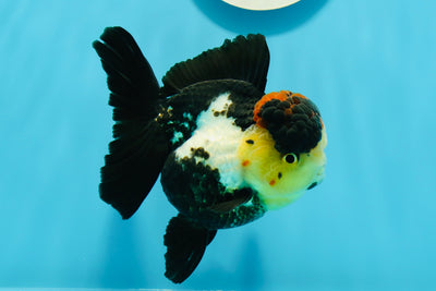 AAA Grade Volcano Tricolor Oranda Female 4.5 inches #0503OR_03