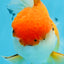 A Grade Orange White Oranda Female 6.5 inches #070425OR_22