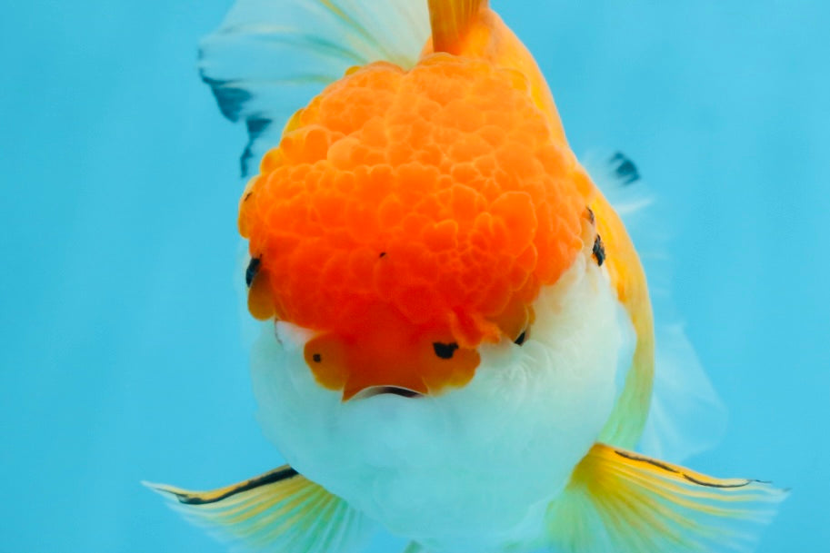 A Grade Orange White Oranda Female 6.5 inches #070425OR_22