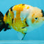 CHUBBY A Grade Chinese Tricolor Ranchu Male 4.5 inches #102425RC_02