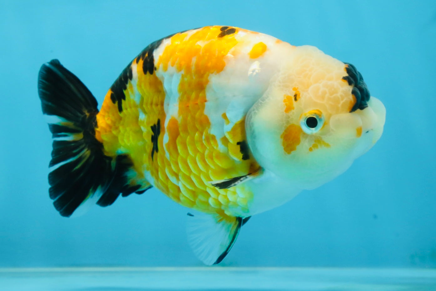 CHUBBY A Grade Chinese Tricolor Ranchu Male 4.5 inches #102425RC_02