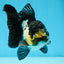 Panda Oranda Female 4.5-5 inches #071125OR_08
