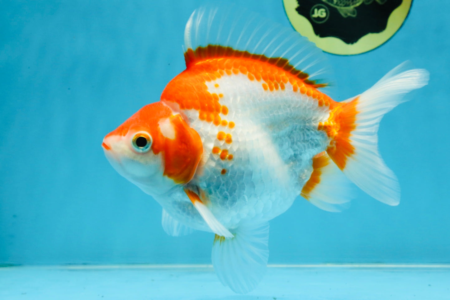 A Grade Red White Ryukin Female 5.5-6 inches #111425RK_06