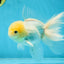 White Oranda Male 5.5 inches #052325OR_04