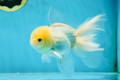 White Oranda Male 5.5 inches #052325OR_04