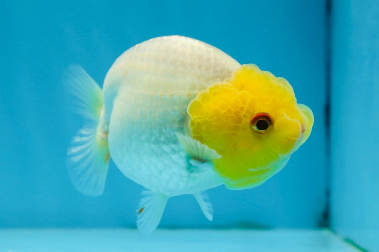 A Grade Lemonhead LionQueen 4 inches #070425LC_13