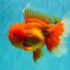 AAA Grade Super Jumbo Red White  Oranda Male 8-8.5 inches #062626OR_04