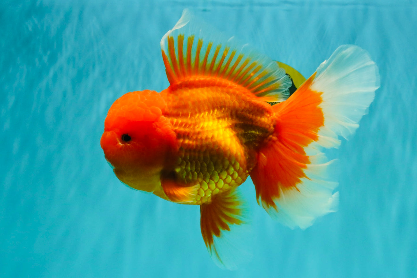 AAA Grade Super Jumbo Red White  Oranda Male 8-8.5 inches #062626OR_04