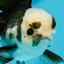 Panda Oranda Male 4.5-5 inches #112924OR_21