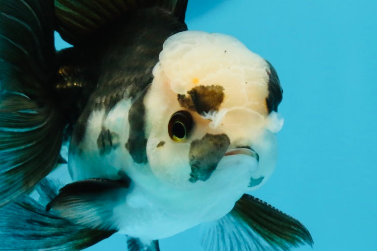 Panda Oranda Male 4.5-5 inches #112924OR_21