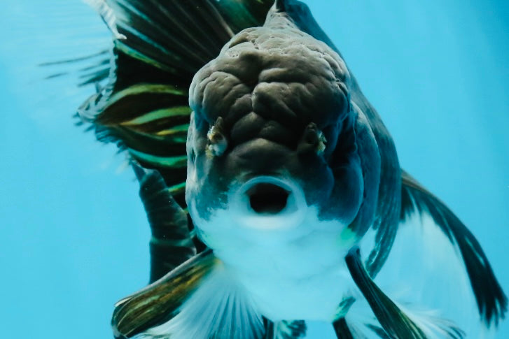 A Grade Fluffy Tail Panda Oranda Male 6.5 inches #010325OR_14