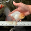 BEAUTY A Grade White Oranda Male 6 inches #070626OR_12