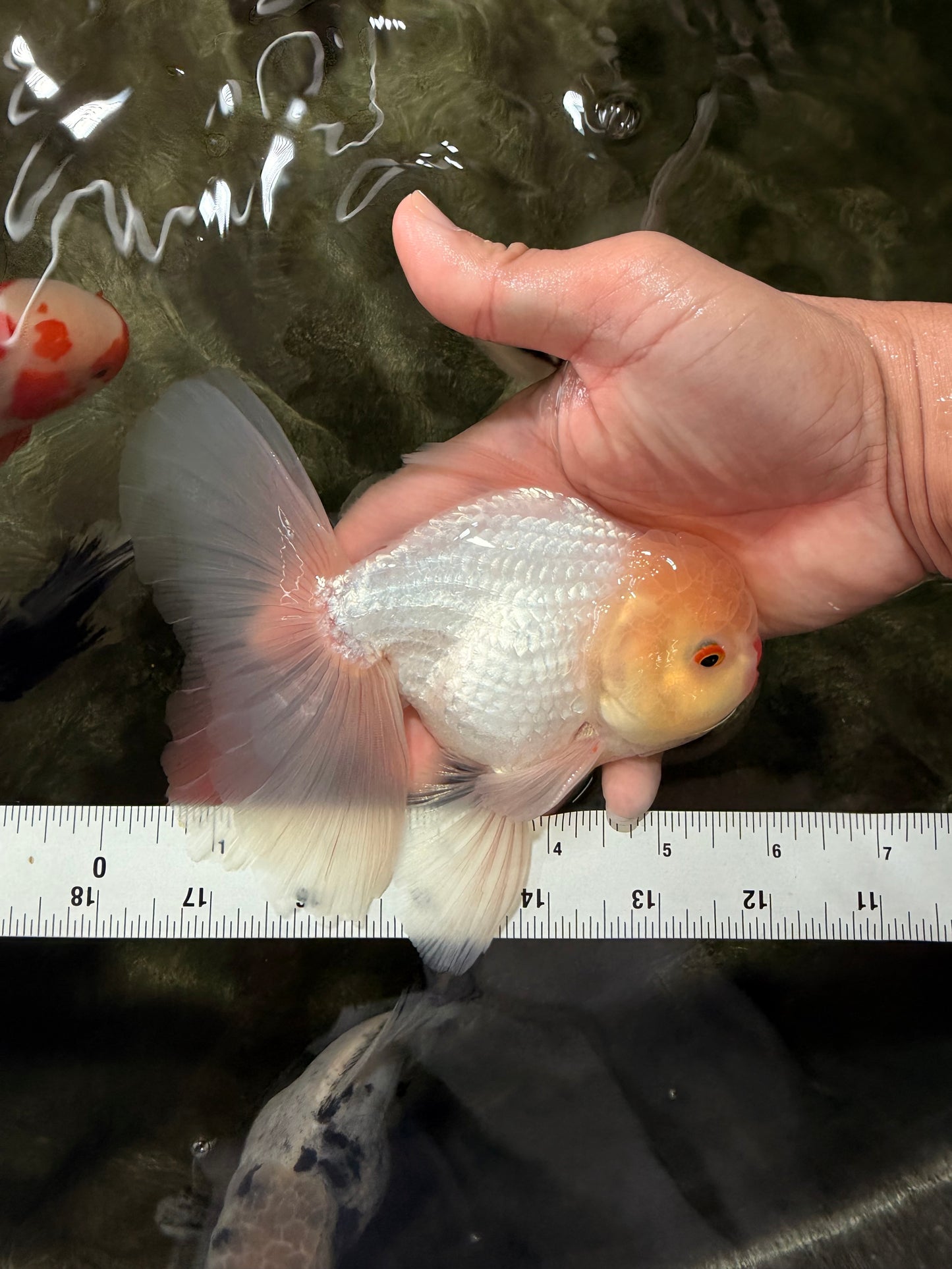 BEAUTY A Grade White Oranda Male 6 inches #070626OR_12