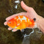 Sakura Chinese Ranchu Female 5 inches #120525RC_06