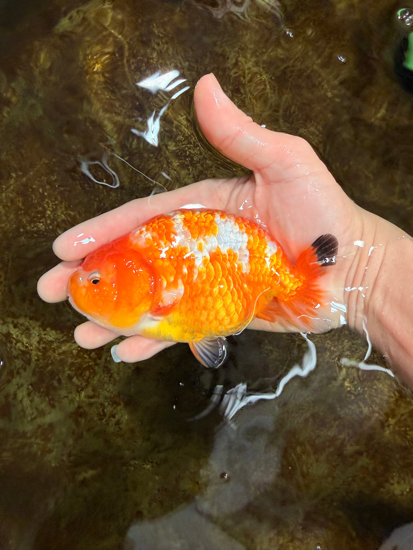 Sakura Chinese Ranchu Female 5 inches #120525RC_06