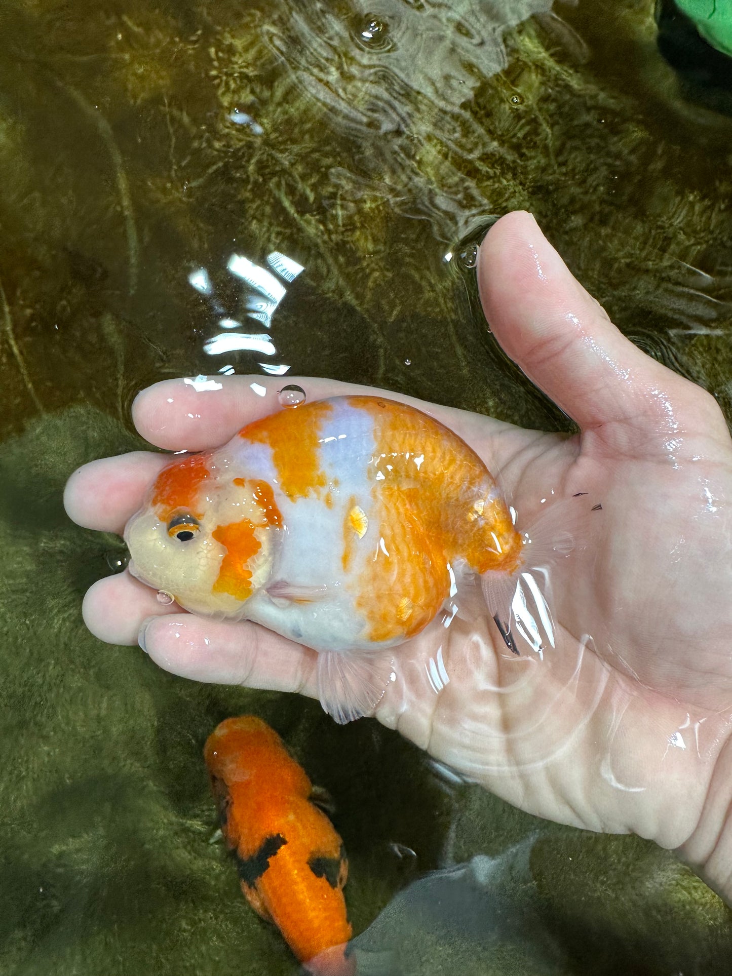 A Grade Kohaku Sakura Female LionQueen 4-4.5 inches #060625LC_02