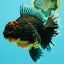 GIANT AAA Grade Red Head Kirin Oranda Male 7-7.5  inches #070326OR_05