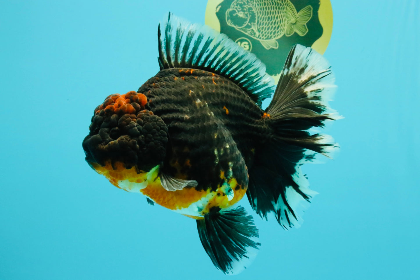 GIANT AAA Grade Red Head Kirin Oranda Male 7-7.5  inches #070326OR_05