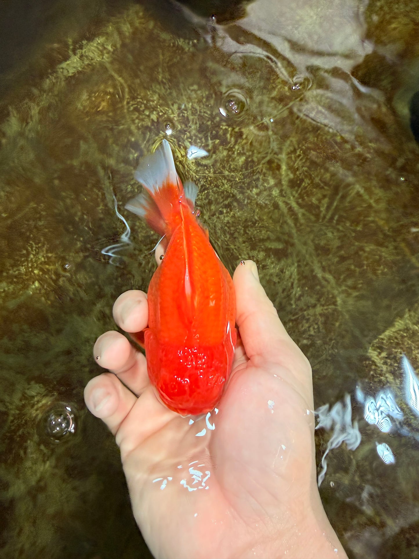 CHUBBY AAA Grade Red White Yuanbao Male 4.5 inches #121225YB_01