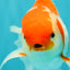 A Grade Kohaku Red White Oranda Male 6 inches #082826OR_15