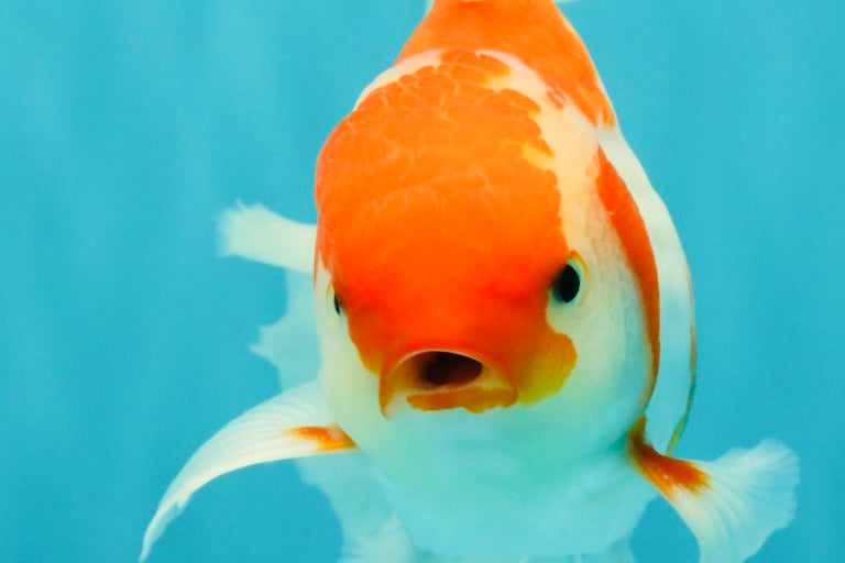A Grade Kohaku Red White Oranda Male 6 inches #082826OR_15