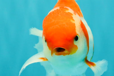 A Grade Kohaku Red White Oranda Male 6 inches #082826OR_15